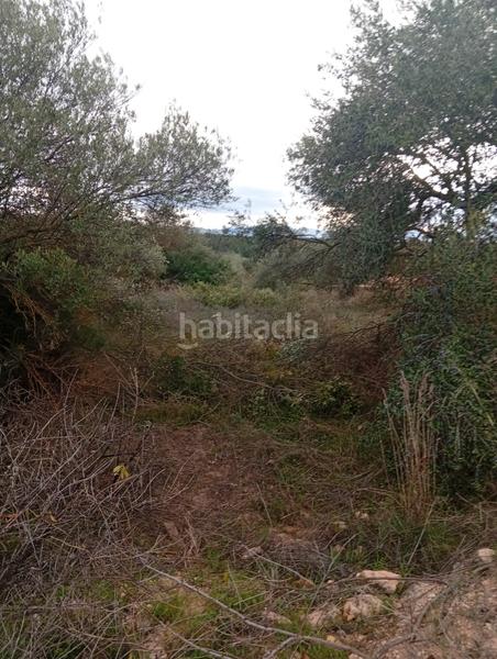 Foto 63e6ba44-0aa8-49c6-be60-6fbf7ad636b3. Rural plot in Masroig (El)