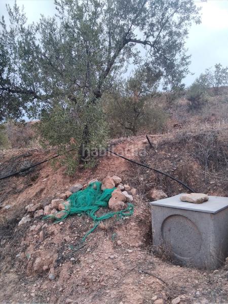 Foto 67610f90-2605-486b-9935-ef4779475246. Rural plot in Masroig (El)