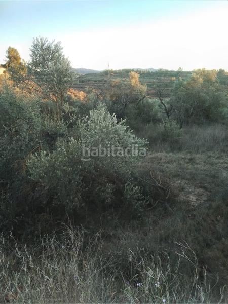 Foto 9357cc5f-73bb-46b3-b09f-884b8a31a4c4. Rural plot in Masroig (El)