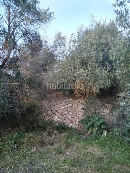 Foto b1506fb8-012c-4504-91fc-598f82d7e9cd. Rural plot in Masroig (El)