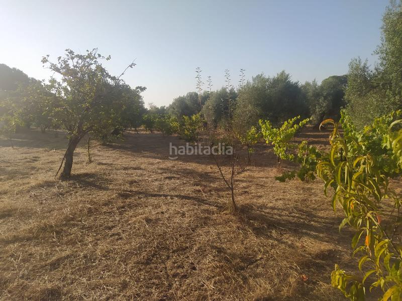 Foto 98bf6c39-5f9c-4af2-9200-d09fdf2fef00. Propriété dans Villaviciosa de Córdoba