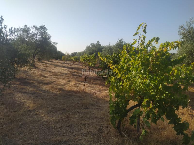 Foto b93cc992-40a1-41a4-984d-105de0d159f4. Propriété dans Villaviciosa de Córdoba