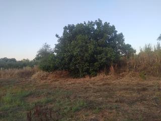 Finca rústica a Villaviciosa de Córdoba. Paraje las navas