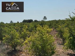 Landgut  Camino viejo de alicante. Terreno rustico cerca del aeropuerto