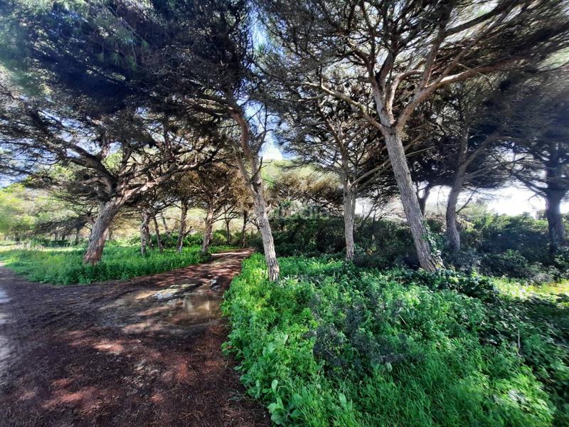 Foto 3271d39d-d35f-4f01-87ff-619e5e7b18fe. Finca rústica a ruperto 1 a Roche Conil de la Frontera