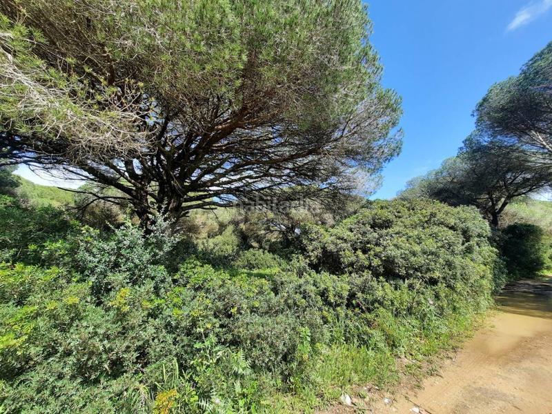 Foto 827026cc-4c86-423f-a41e-7814e5dbaab9. Finca rústica a ruperto 1 a Roche Conil de la Frontera