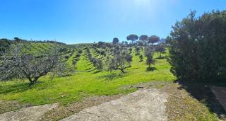 Masia  Calle agustin lopez. Encantadora finca rústica con olivar y urbana con vivienda en pe
