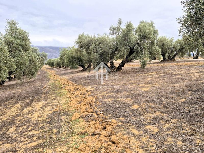 Foto 023fdea4-72e3-4dfc-ab3e-7b40d2a05933. Propriété dans riofrio 1 dans Loja