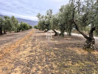 Terreny residencial a Loja. Finca de olivos y cortijo