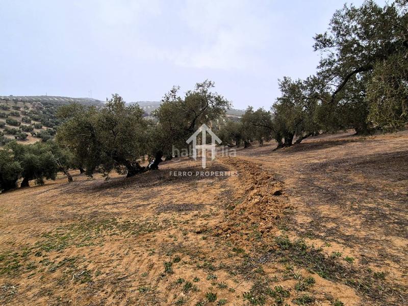 Foto 747e2408-af79-4f64-b8bb-d7d74dd2232c. Propriété dans riofrio 1 dans Loja