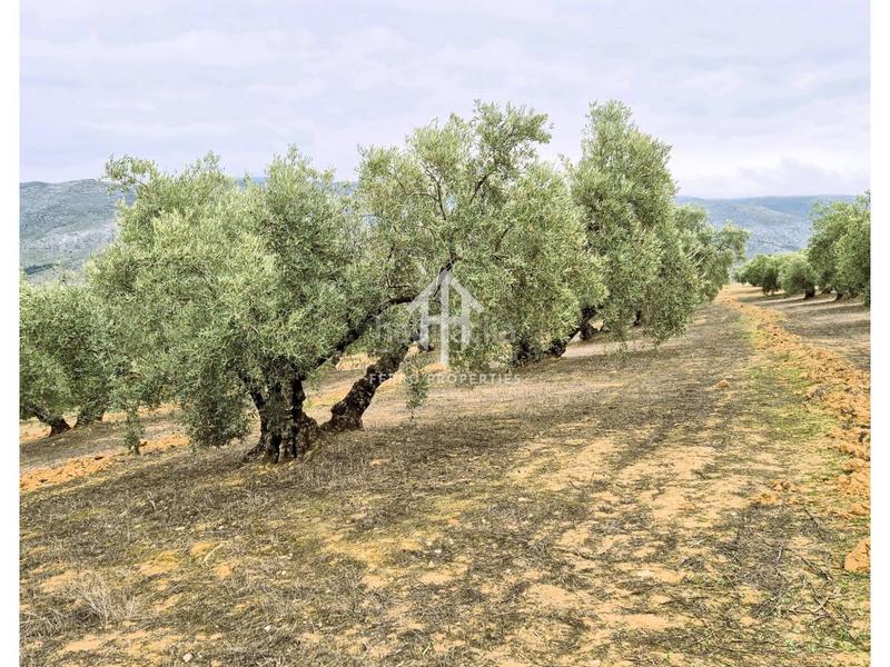 Foto 928835f5-7594-4085-8d14-2c98dfc71c20. Propriété dans riofrio 1 dans Loja