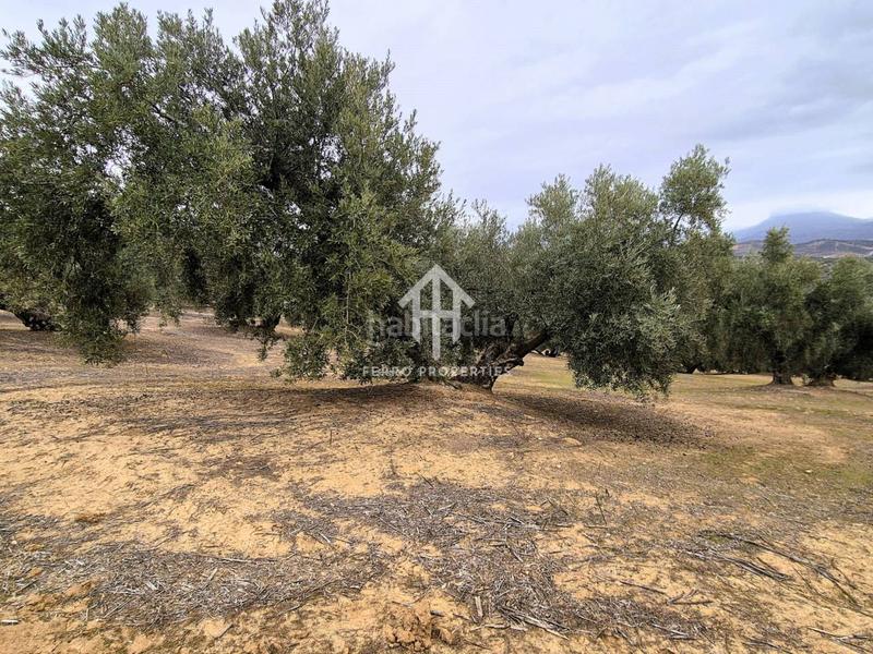 Foto bf162cb0-4821-43d4-aa5e-c81d8bb43056. Propriété dans riofrio 1 dans Loja