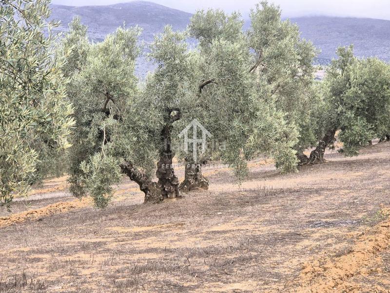 Foto d39a6bf1-f412-418e-847c-46684afcba2c. Propriété dans riofrio 1 dans Loja