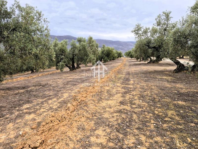 Foto fefae0a6-776b-4f5c-afa2-c9eb5af31c7d. Propriété dans riofrio 1 dans Loja