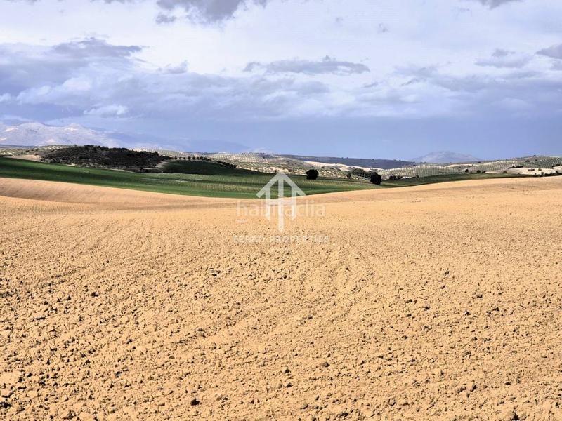 Foto 5a5b0e3a-5d43-4a38-90f9-8fc235be6c53. Finca rústica  de cultivo en Chimeneas