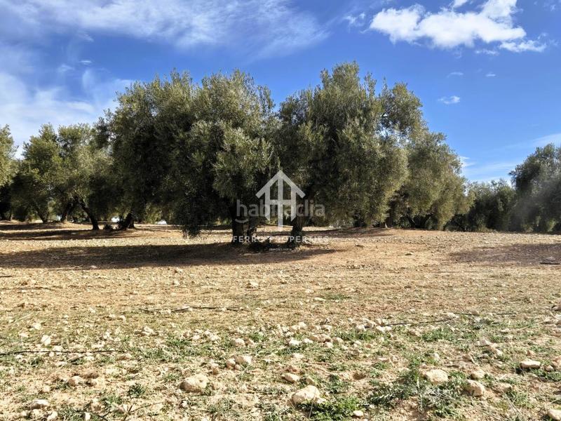 Foto 9387595a-21b6-4014-8426-a6ff533572a6. Finca rústica  de cultivo en Chimeneas