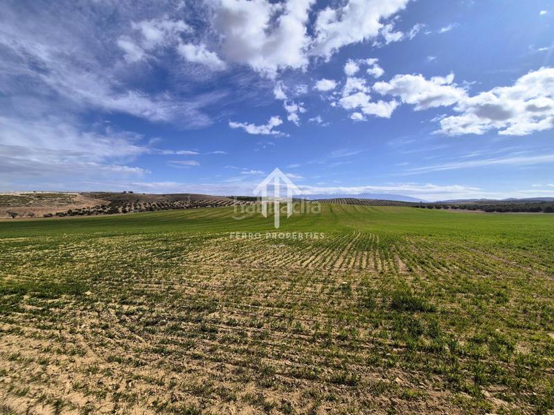 Foto c066d8cf-d0fc-4395-97eb-27985651cc29. Finca rústica  de cultivo en Chimeneas