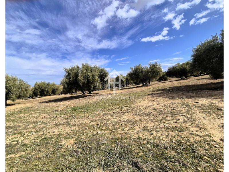 Foto e05651e9-637e-4cbf-8f8c-535d721c8460. Finca rústica  de cultivo en Chimeneas