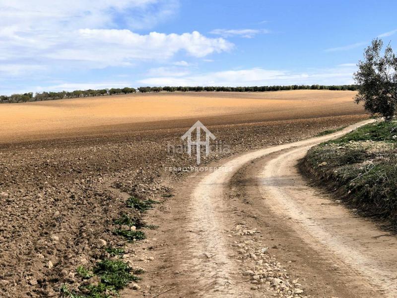 Foto f7213a3b-1680-4f58-ba35-5ec001810098. Finca rústica  de cultivo en Chimeneas