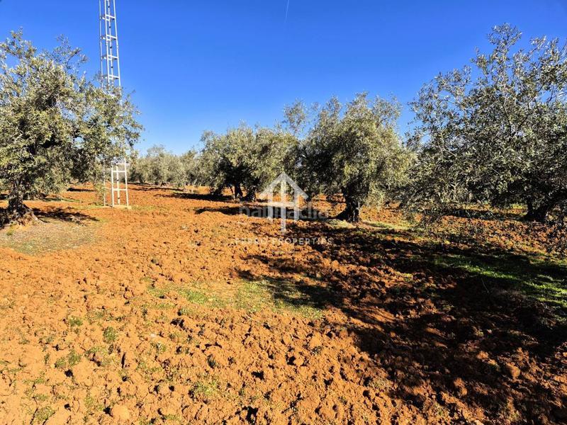 Foto 0ed1f049-f8d9-4416-853c-9863ba8b716a. Propriété dans Loja