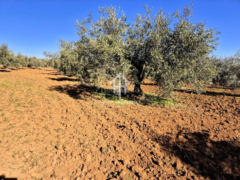 Foto 6588a665-1ba1-48c5-8de1-d0082fda29d2. Propriété dans Loja