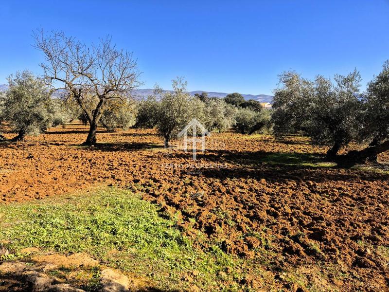 Foto 81ff6e0f-d1a9-4419-a0a8-17a9d1948ff5. Propriété dans Loja