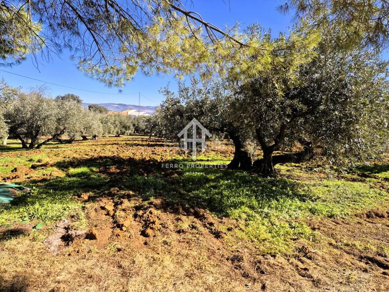 Foto cda1f19e-c165-4667-bc08-9200cfb5dd0a. Propriété dans Loja