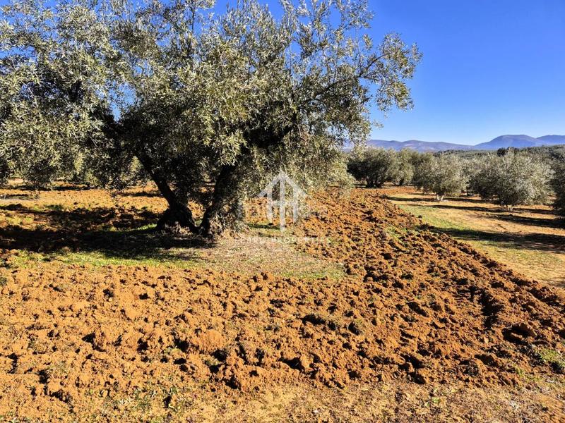 Foto f838b31b-f7e8-4a11-9e0c-b5b10ad337e7. Propriété dans Loja