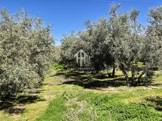 Terreny residencial a Moraleda de Zafayona. Olivar en moraleda