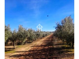 Finca rústica  Los llanos. Olivar en lo llanos de moraleda