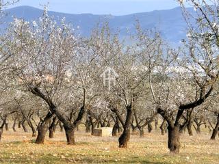 Terreny residencial a Salar. Finca rústica de 20 hectáreas con olivos, almendros, riego autom