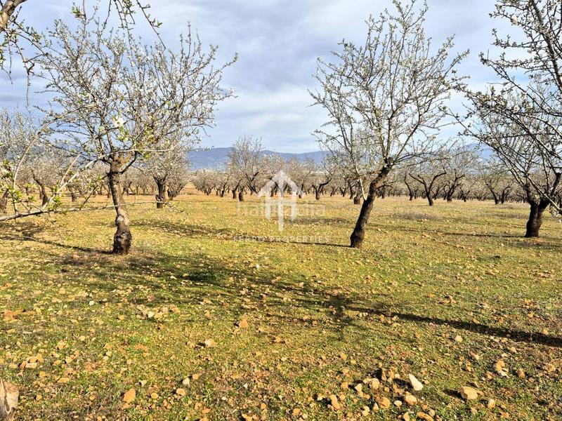 Foto 011616f5-141b-4d4b-9007-120bc012ac00. Terreno residencial finca rústica de 20 hectáreas con olivos, almendros, riego automatizado y certificación ecológica granada en Salar