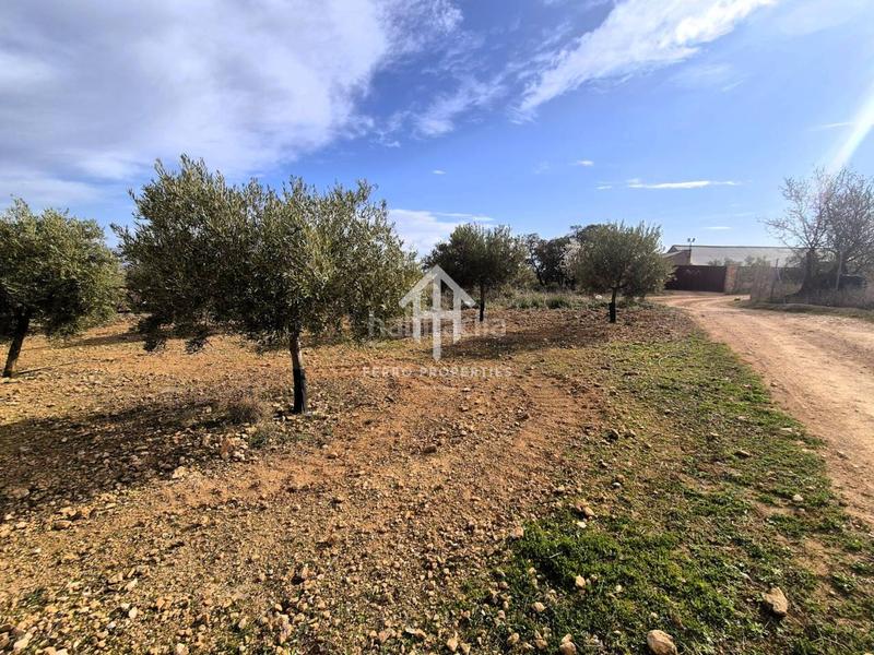 Foto 0b5bf652-d926-4b0b-9342-1928f15b10b5. Terreno residencial finca rústica de 20 hectáreas con olivos, almendros, riego automatizado y certificación ecológica granada en Salar