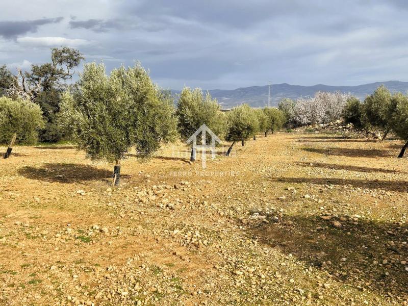 Foto 3bdb14d4-2e80-4de0-b84e-ca8fb3e6d15d. Terreno residencial finca rústica de 20 hectáreas con olivos, almendros, riego automatizado y certificación ecológica granada en Salar