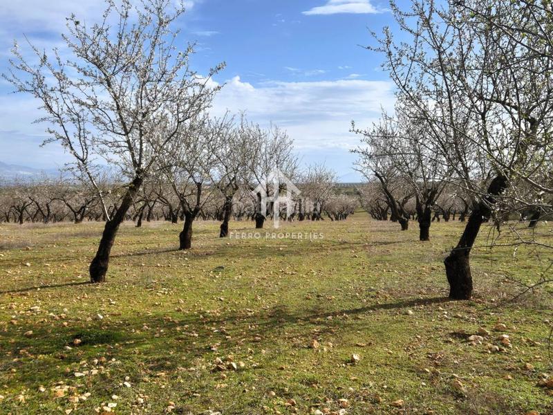 Foto 47eb9923-eb42-4be0-8187-dc08f1baad7b. Terreno residencial finca rústica de 20 hectáreas con olivos, almendros, riego automatizado y certificación ecológica granada en Salar