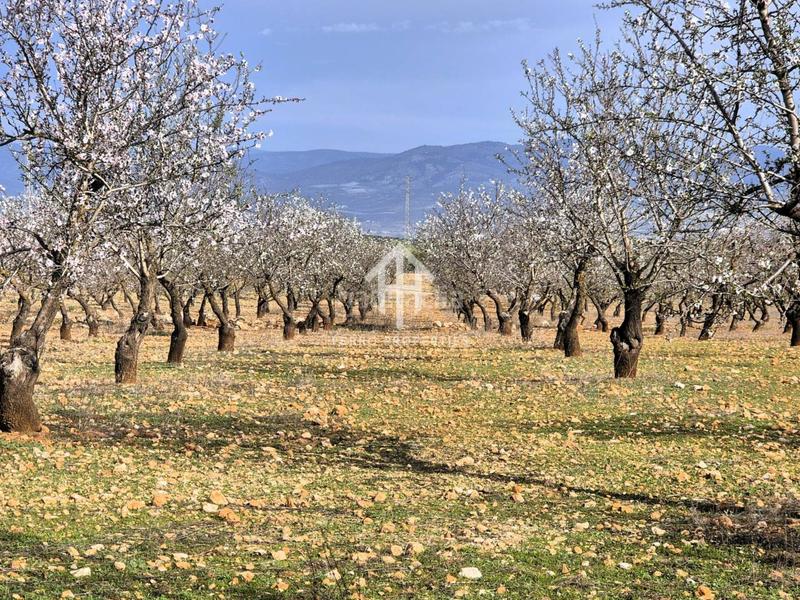 Foto 7be6b0b4-cc1b-41e5-a4ef-e040d4a63ecd. Terreno residencial finca rústica de 20 hectáreas con olivos, almendros, riego automatizado y certificación ecológica granada en Salar