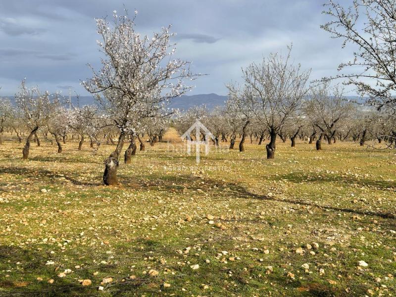 Foto 8e4ab3f9-58d7-4cff-831a-5f9c72e5cefa. Terreno residencial finca rústica de 20 hectáreas con olivos, almendros, riego automatizado y certificación ecológica granada en Salar