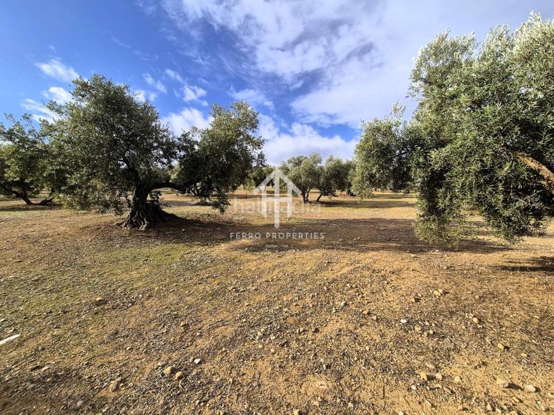 Foto 8e89cd0c-5cd2-4bbc-815b-45fbc857d6eb. Terreno residencial finca rústica de 20 hectáreas con olivos, almendros, riego automatizado y certificación ecológica granada en Salar