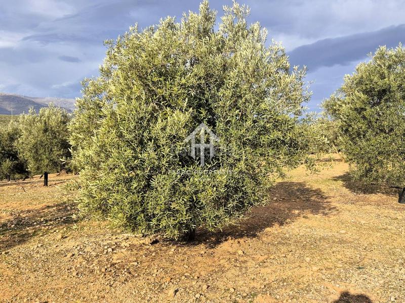 Foto 98c20e2e-2961-42a7-890d-3d696b3faccc. Terreno residencial finca rústica de 20 hectáreas con olivos, almendros, riego automatizado y certificación ecológica granada en Salar