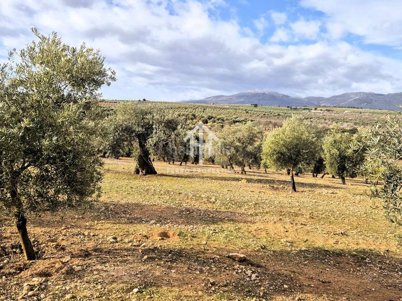 Foto a7d4ad12-7e33-41b9-86e1-52e25d4365e1. Terreno residencial finca rústica de 20 hectáreas con olivos, almendros, riego automatizado y certificación ecológica granada en Salar