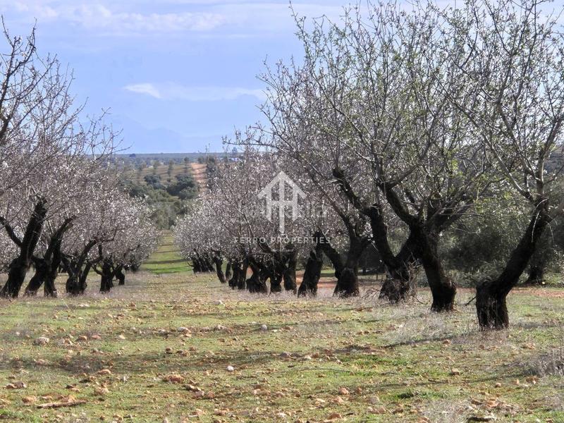Foto b473aa2c-566d-4a4c-a7ad-d0320a2fe689. Terreno residencial finca rústica de 20 hectáreas con olivos, almendros, riego automatizado y certificación ecológica granada en Salar