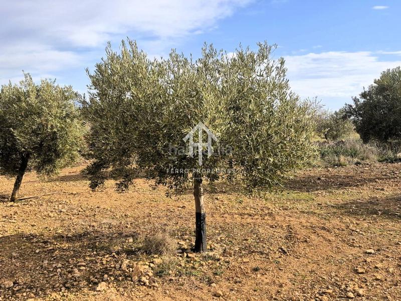 Foto b7c950a3-6ec2-42a5-ba71-2ac8e77890c4. Terreno residencial finca rústica de 20 hectáreas con olivos, almendros, riego automatizado y certificación ecológica granada en Salar