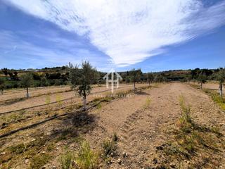 Finca rústica a Moraleda de Zafayona. Finca en moraleda  olivar malteño con riego