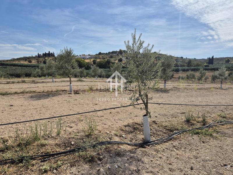 Foto cea7e00b-ef61-4775-b18a-45f2e7e57e28. Finca rústica a Moraleda de Zafayona