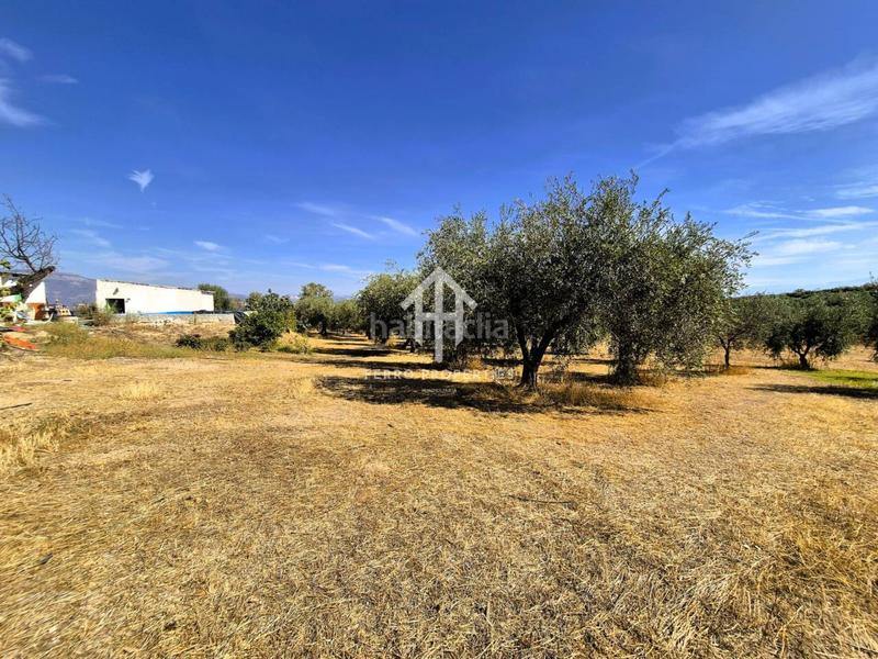 Foto 007b6cb9-b703-4d7f-99cd-6234c48fb2c4. Finca rústica a moraleda 1 a Moraleda de Zafayona
