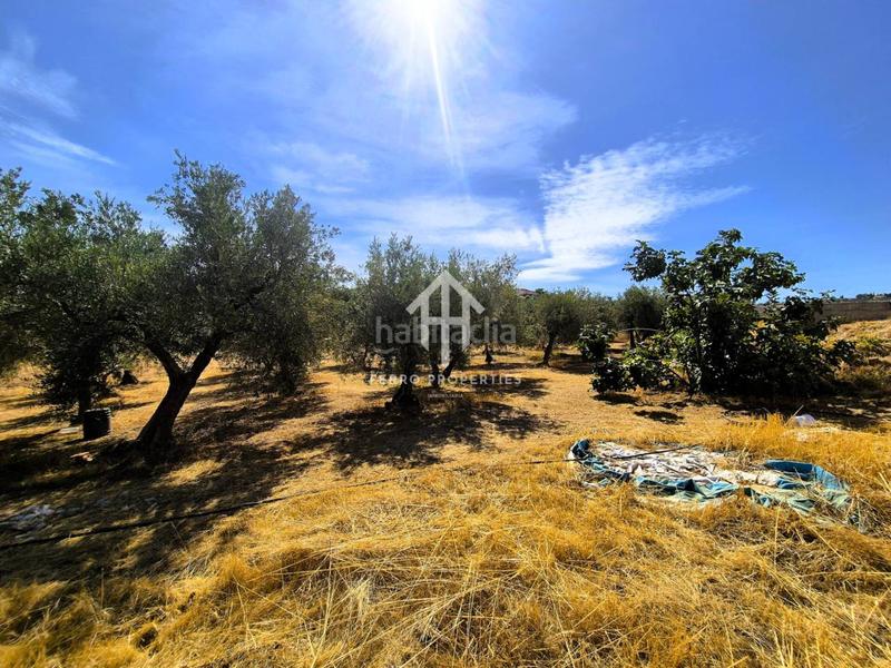 Foto 5b860671-138c-4cbd-b9a0-45d918d243e7. Finca rústica a moraleda 1 a Moraleda de Zafayona