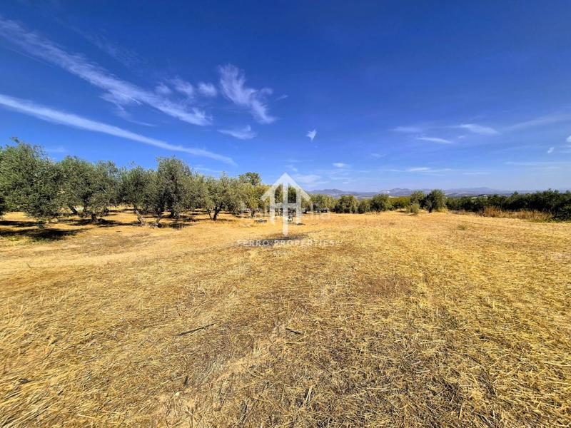 Foto 9880dfc8-3ec3-48e8-81e0-b0b0937a666a. Finca rústica a moraleda 1 a Moraleda de Zafayona