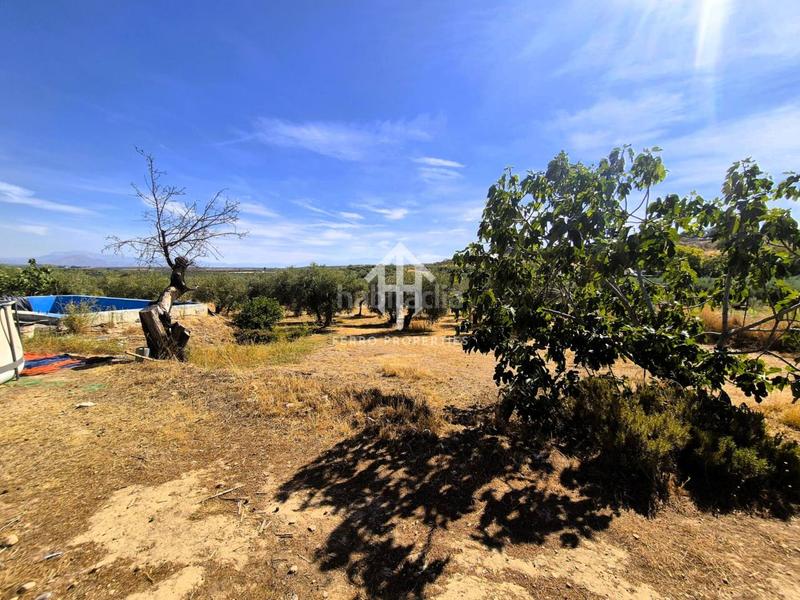 Foto c6fd414e-742d-4fb0-a8f0-a5f14a83b958. Finca rústica a moraleda 1 a Moraleda de Zafayona