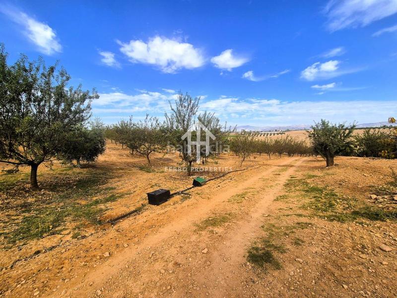 Foto 4d6ca6a3-946f-4cd4-b858-5e0a258cb18c. Finca rústica a Moraleda de Zafayona