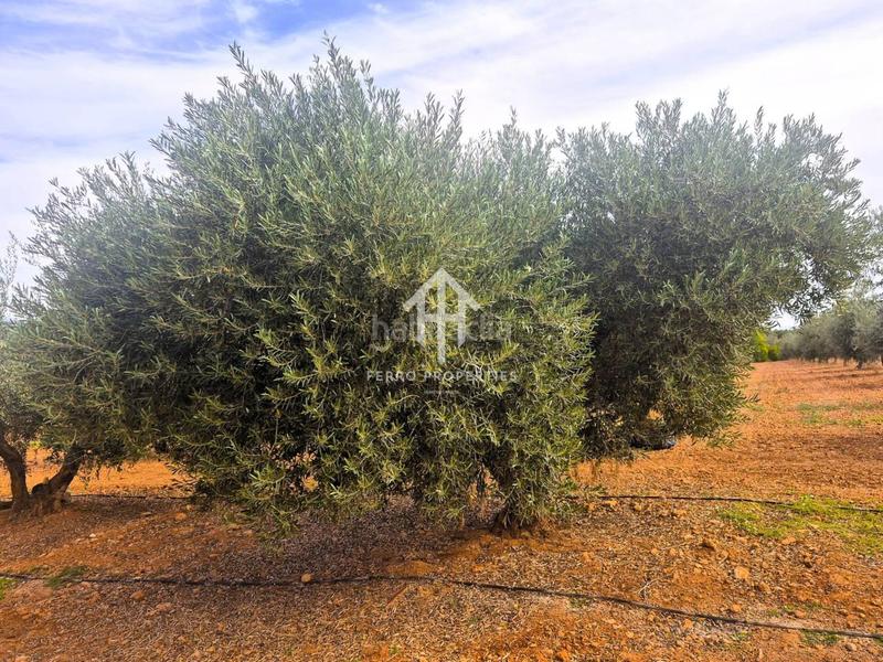 Foto 51763fca-3222-4b60-9eee-a3f4a00752a9. Finca rústica a Moraleda de Zafayona